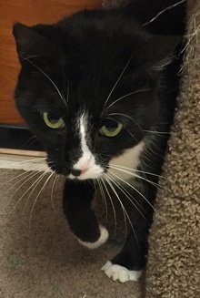 [picture of Pugsly, a Manx black/white tuxedo cat]