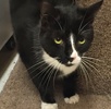 [picture of Pugsly, a Manx black/white tuxedo cat]