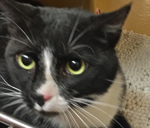 [picture of Pugsly, a Manx black/white tuxedo\ cat] 