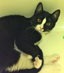 [another picture of Stella Dora, a Domestic Short Hair black/white tuxedo\ cat] 