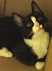 [picture of Stella Dora, a Domestic Short Hair black/white tuxedo cat]