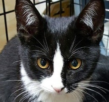 [picture of Stella Dora, a Domestic Short Hair black/white tuxedo\ cat] 