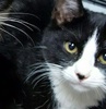 [picture of Oscar De La Renta, a Domestic Medium Hair black/white tuxedo cat]