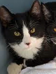 [picture of Oscar De La Renta, a Domestic Medium Hair black/white tuxedo cat]