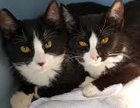 [picture of Oscar De La Renta, a Domestic Medium Hair black/white tuxedo\ cat] 