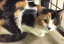 [another picture of Penelope, a Domestic Medium Hair calico\ cat] 