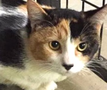 [picture of Penelope, a Domestic Medium Hair calico\ cat] 