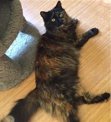 [another picture of Torta, a Maine Coon-x tortie\ cat] 