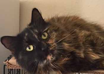 [picture of Torta, a Maine Coon-x tortie cat]