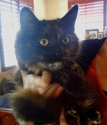 [picture of Torta, a Maine Coon-x tortie cat]