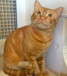 [another picture of Ryann, a Domestic Short Hair orange swirl tabby\ cat] 