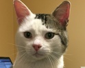 [picture of Shamrock, a Domestic Medium Hair white/gray cat]
