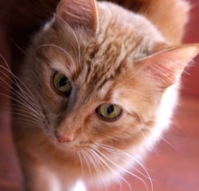 [picture of Abilene, a Domestic Medium Hair orange cat]