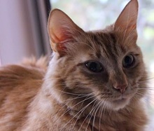 [picture of Abilene, a Domestic Medium Hair orange cat]