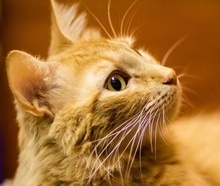 [picture of Abilene, a Domestic Medium Hair orange\ cat] 