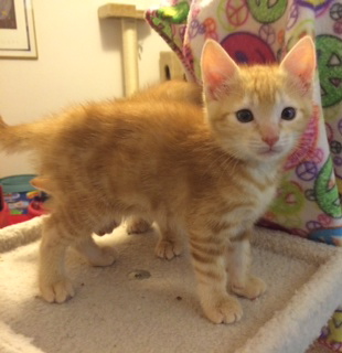 [picture of Luciano, a Domestic Short Hair orange swirl tabby\ cat] 