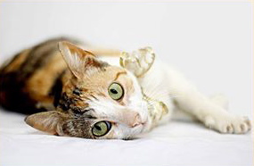 [picture of Freya AKA Olivia, a Domestic Short Hair calico cat]