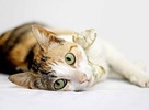 [picture of Freya AKA Olivia, a Domestic Short Hair calico cat]