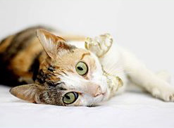 [picture of Freya AKA Olivia, a Domestic Short Hair calico\ cat] 