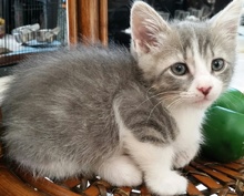 [another picture of Kion, a Domestic Short Hair silver/white\ cat] 