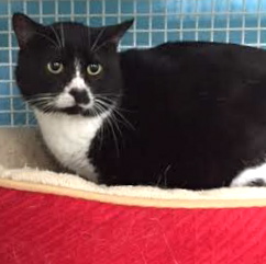 [picture of Felix, a Domestic Short Hair black/white tuxedo cat]