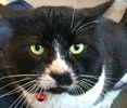 [picture of Felix, a Domestic Short Hair black/white tuxedo cat]