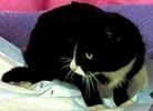 [picture of Seychelle, a Domestic Short Hair black/white tuxedo cat]