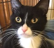 [picture of Seychelle, a Domestic Short Hair black/white tuxedo cat]