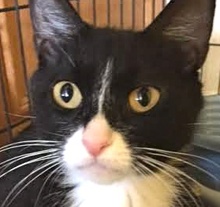 [picture of Seychelle, a Domestic Short Hair black/white tuxedo\ cat] 