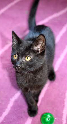 [another picture of Ellie, a Domestic Short Hair black\ cat] 
