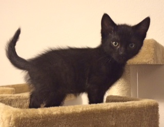 [another picture of Lorenzo, a Domestic Medium Hair black\ cat] 