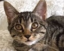[picture of Jenny, a Domestic Short Hair gray tiger tabby cat]
