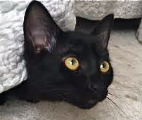 [picture of Meggy, a Domestic Short Hair black\ cat] 