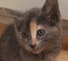 [picture of Cambry, a Domestic Medium Hair blue cream\ cat] 