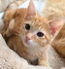 [picture of Calista, a Domestic Medium Hair orange cat]