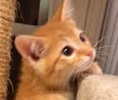 [picture of Calista, a Domestic Medium Hair orange cat]