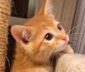 [picture of Calista, a Domestic Medium Hair orange\ cat] 