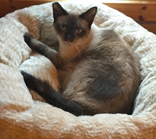 [another picture of Sammy, a Siamese seal point\ cat] 