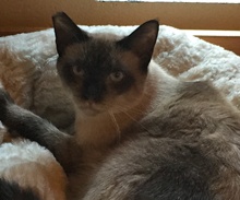[picture of Sammy, a Siamese seal point\ cat] 