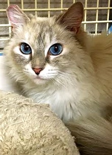 [another picture of Lucette, a Ragdoll Mix lynx point\ cat] 