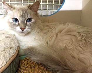 [picture of Lucette, a Ragdoll Mix lynx point cat]