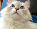 [picture of Lucette, a Ragdoll Mix lynx point cat]