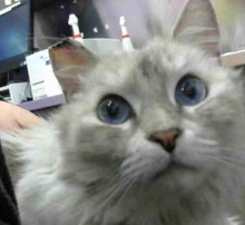 [picture of Lucette, a Ragdoll Mix lynx point\ cat] 