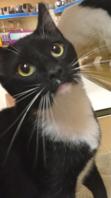 [another picture of Frenchi, a Domestic Short Hair black/white tuxedo\ cat] 