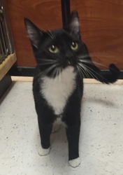 [picture of Frenchi, a Domestic Short Hair black/white tuxedo cat]
