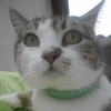 [picture of Madre, a Domestic Short Hair bobtail brown tabby w/white cat]