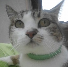 [picture of Madre, a Domestic Short Hair bobtail brown tabby w/white\ cat] 