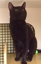 [picture of Sauza, a Domestic Short Hair black cat]