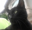 [picture of Sauza, a Domestic Short Hair black cat]