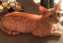 [picture of Candy, a Egyptian Mau Arabian orange cat]